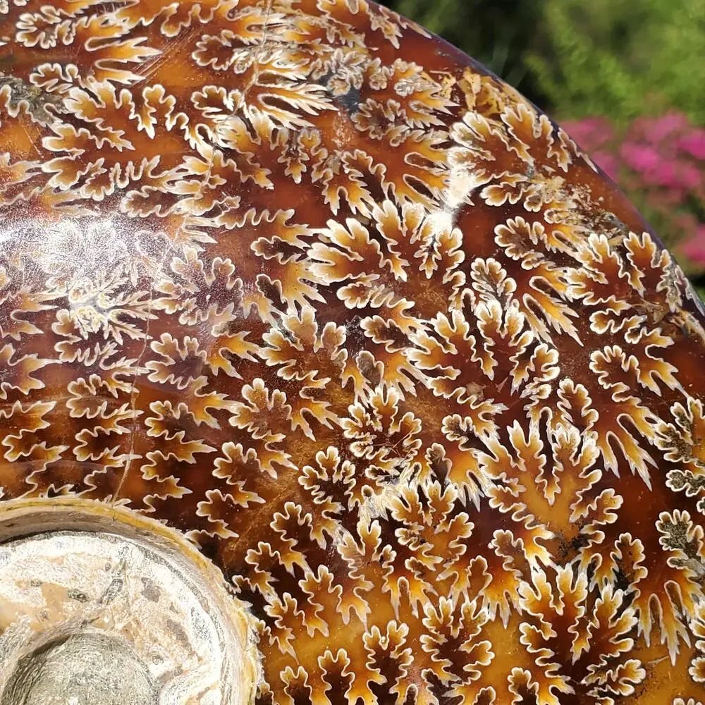 Large Cleoniceras Ammonite Masterfully Polished Fossil 1070 grams